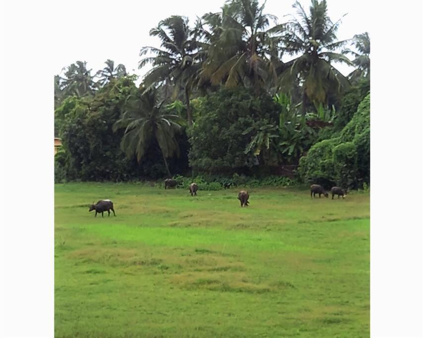 Cockerel Homestay - Traditional Beach Village - Goa Canacona Exterior foto